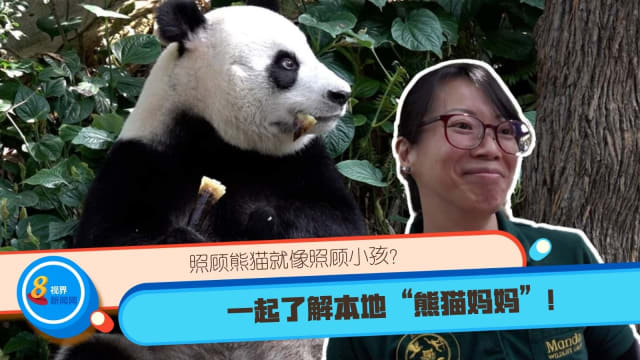 照顾熊猫就像照顾小孩？ 一起了解本地“熊猫妈妈”！ 