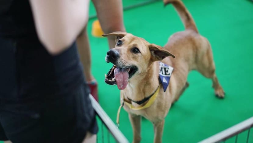 Commentary: We never give up trying, but not every rescue dog will find a home Commentary: We never give up trying, but not every rescue dog will find a home
