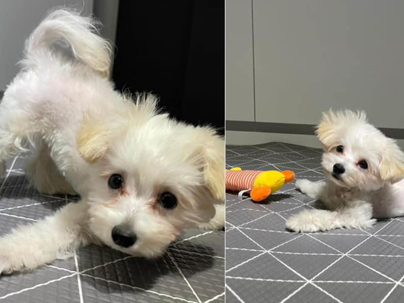 Maltese puppy discount for adoption
