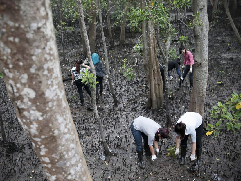 The mangrove arboretum — or collection of trees — will have 2,000 mangrove trees from 35 native species planted progressively along a 500m stretch. Photo: Jason Quah