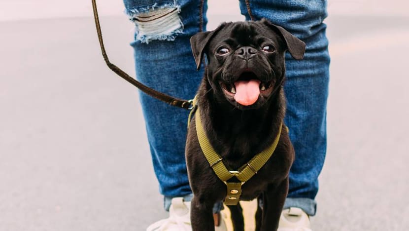 Commentary: Few bad dogs but many bad owners. But even that can be changed Commentary: Few bad dogs but many bad owners. But even that can be changed