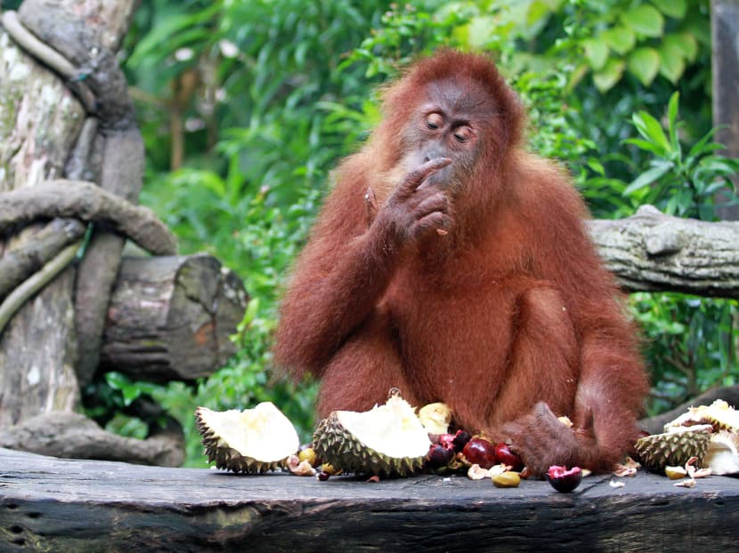 The Singapore Zoo celebrated 44 years of wild encounters with a durian feast for Ah Meng and her fellow orangutan friends. Ah Meng, six, is seen here eating a durian on June 27, 2017. Photo: Esther Leong/TODAY