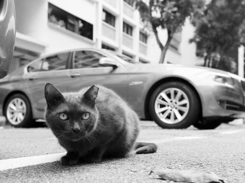 There are physiological and psychosocial benefits to keeping a pet cat, and this is especially pertinent as Singapore’s population ages, and the number of single-member households increase. Cats can serve as companion animals to HDB dwellers, especially seniors who are home alone for long hours. TODAY file photo