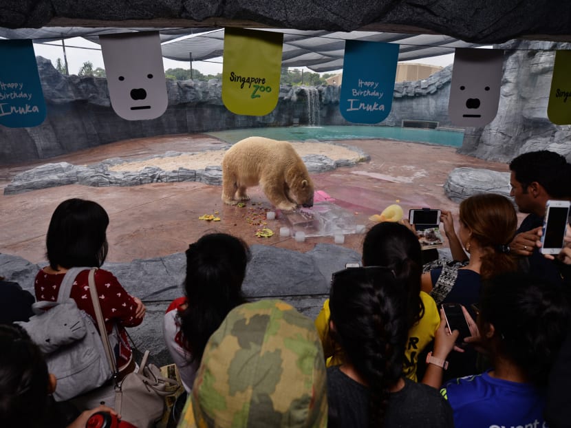 S’pore Zoo begins 10-day celebration for Inuka’s 25th birthday