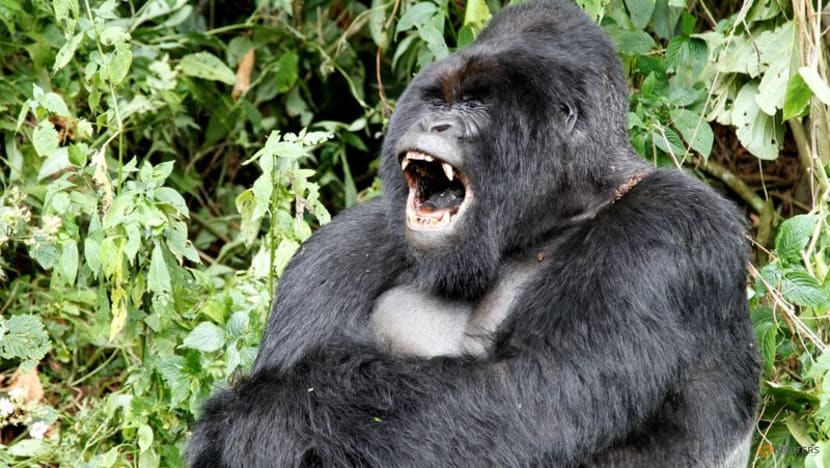 Pivotal evolutionary change helped pave the way for human speech Pivotal evolutionary change helped pave the way for human speech