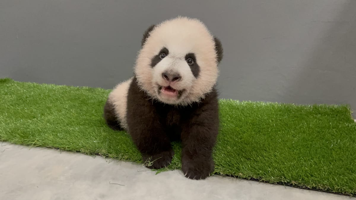 Anak panda raksasa pertama yang lahir di Singapura bernama ‘Le Le’ setelah pemungutan suara publik
