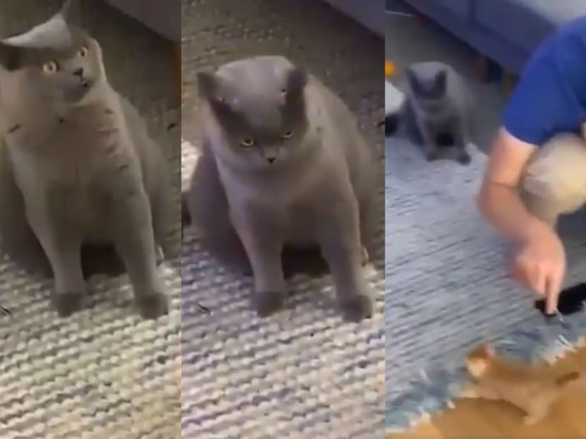 The video which has been circulating on social media since Monday (Nov 4) has been entertaining viewers with the timely capture of the grey cat’s expression.