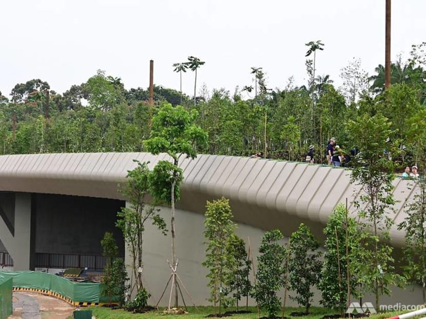 Safer animal crossings with new Mandai Wildlife Bridge Safer animal crossings with new Mandai Wildlife Bridge