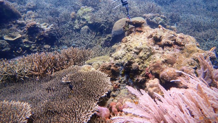 Crackling or desolate?: AI trained to hear coral's sounds of life