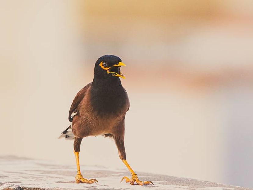 Commentary: Battling with the mynas who come into my home and won't leave Commentary: Battling with the mynas who come into my home and won't leave