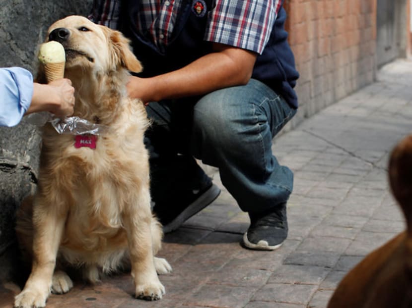 Commentary: You're not walking your dog enough Commentary: You're not walking your dog enough