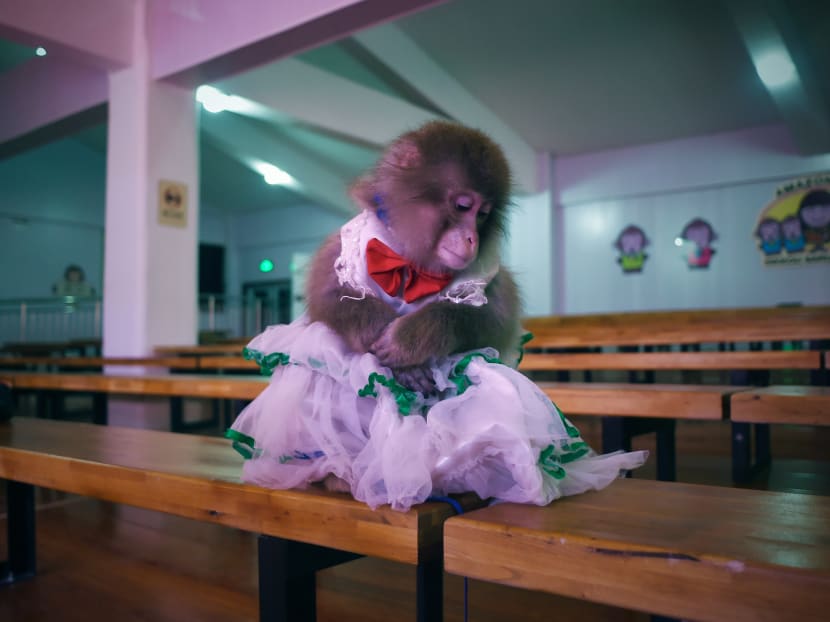 Gallery: China school sees monkey business in New Year