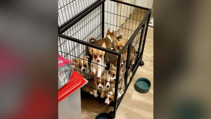 Couple assisting investigations following tip-off on illegal breeding; 19 dogs removed from their home