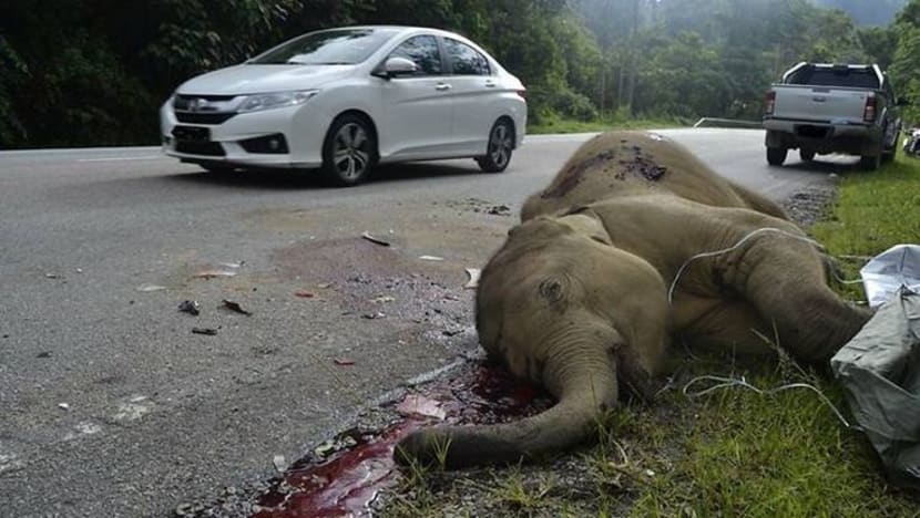 Anak gajah mati di lebuh raya Malaysia