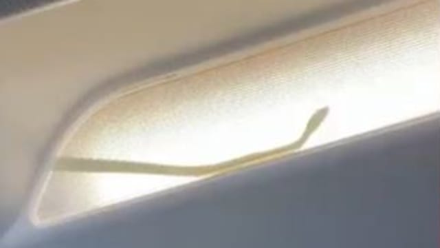 亚航客机出现一条蛇 导致飞机被迫改道