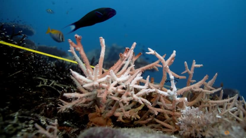 The world's coral reefs are bleaching. What does that mean? - CNA
