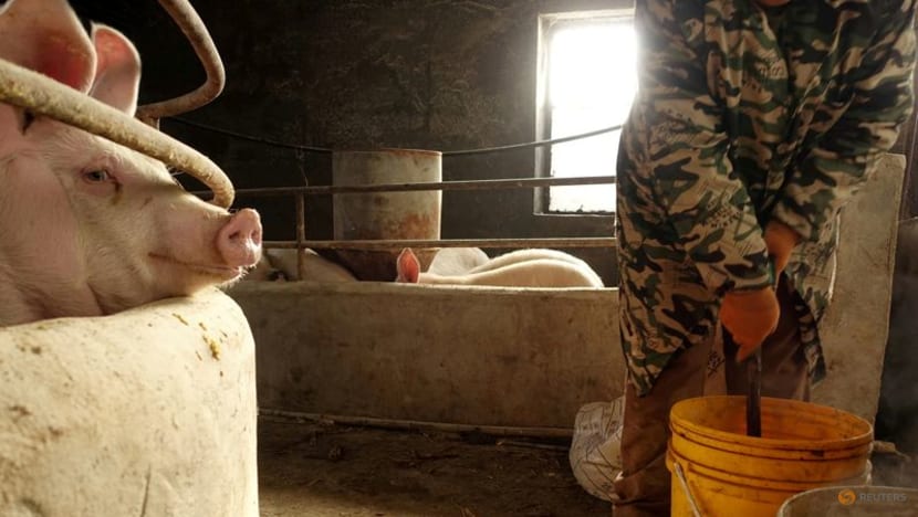 China's new pig farmers aim to ride out boom-bust cycle China's new pig farmers aim to ride out boom-bust cycle