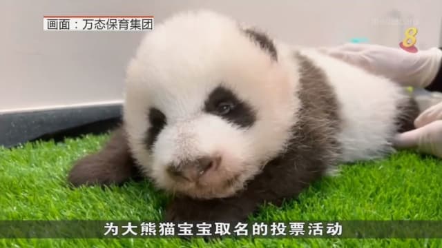  大熊猫宝宝叻叻明起公开亮相