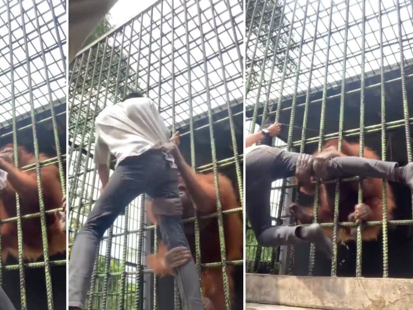 An orangutan at Kasang Kulim Zoo in Indonesia reaching out to grab a visitor from inside its cage.