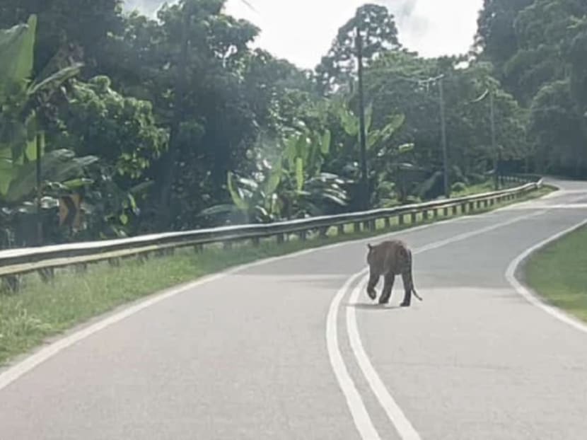 20230927 nst tiger kelantan