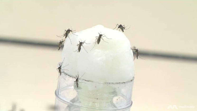 Wolbachia mosquito project expanded to larger area Wolbachia mosquito project expanded to larger area