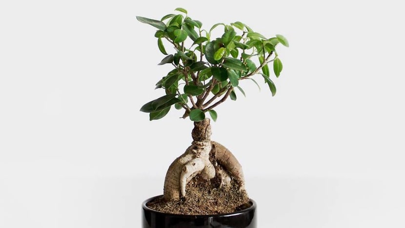 Commentary: Bringing up a bonsai is like raising a teenager Commentary: Bringing up a bonsai is like raising a teenager