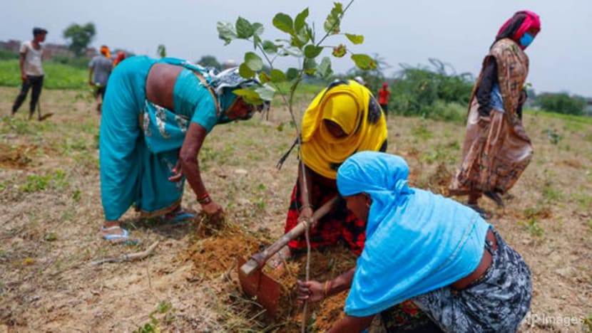 Indians plant millions of saplings amid mass campaign Indians plant millions of saplings amid mass campaign