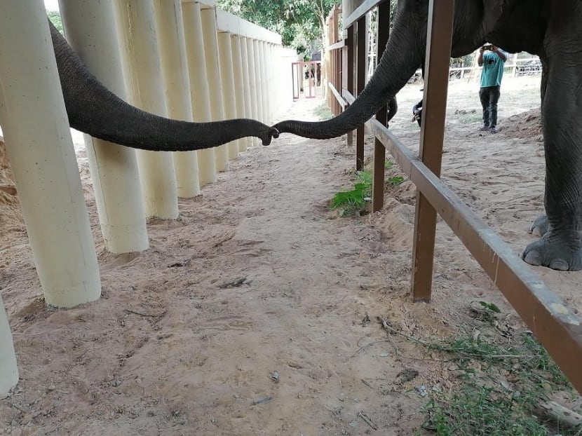 This handout photo taken and released on Dec 1, 2020 by the Cambodia Wildlife Sanctuary shows newly arrived Asian elephant Kaavan (left) touching trunks with another elephant in his new enclosure at the Kulen Prom Tep Wildlife Sanctuary in Cambodia's Oddar Meanchey province. This handout photo taken and released on Dec 1, 2020 by the Cambodia Wildlife Sanctuary shows newly arrived Asian elephant Kaavan (left) touching trunks with another elephant in his new enclosure at the Kulen Prom Tep Wildlife Sanctuary in Cambodia's Oddar Meanchey province.