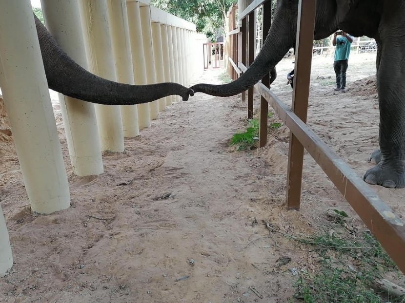 This handout photo taken and released on Dec 1, 2020 by the Cambodia Wildlife Sanctuary shows newly arrived Asian elephant Kaavan (left) touching trunks with another elephant in his new enclosure at the Kulen Prom Tep Wildlife Sanctuary in Cambodia's Oddar Meanchey province.