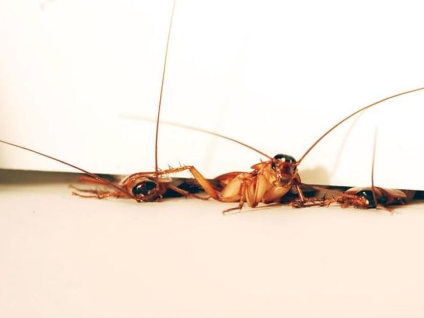 Man in India seeks to end marriage due to wife’s fear of cockroaches