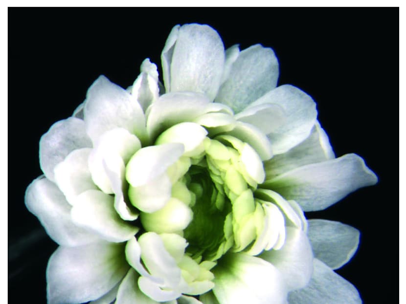 How to nip a flower in the bud