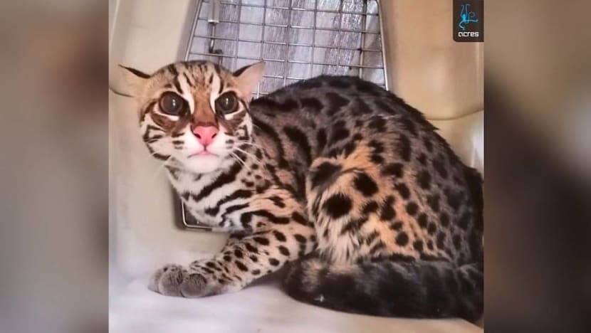 2 Asian leopard cats abandoned at Bukit Batok, rescued by ACRES 2 Asian leopard cats abandoned at Bukit Batok, rescued by ACRES