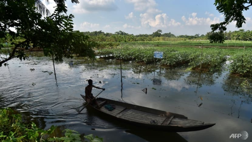 Floating farms, salt-resistant rice: Bangladeshis adapt to survive Floating farms, salt-resistant rice: Bangladeshis adapt to survive