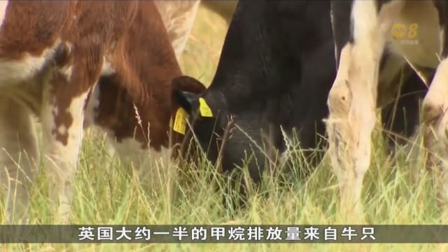 英国研究：水仙花提取物加入牛只饲料 有望成为减少甲烷排放救星
