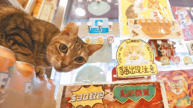香港旺角茶餐厅变流浪猫中途之家