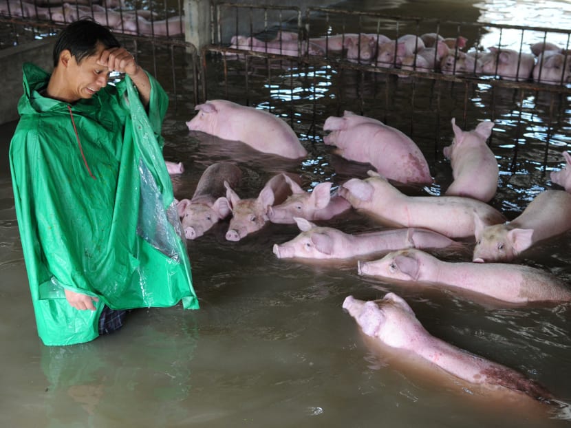 Gallery: Amid floods in China, stranded pigs are thrown a lifeline