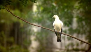 ஜுரோங் பறவைப் பூங்கா... மலரும் நினைவுகள்