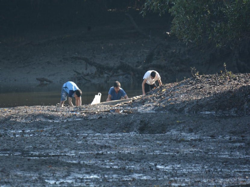 Three men were seen digging into the mudflat at Sungei Buloh Wetland Reserve on Sunday (Dec 03), where they were believed to be illegally poaching for shellfish and crabs. Photo: Ben Lee