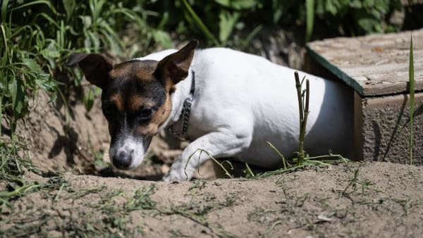 Jack russell terrier rat hotsell hunting