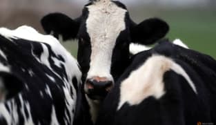 H5N1 strain of bird flu found in raw milk from infected animals: WHO