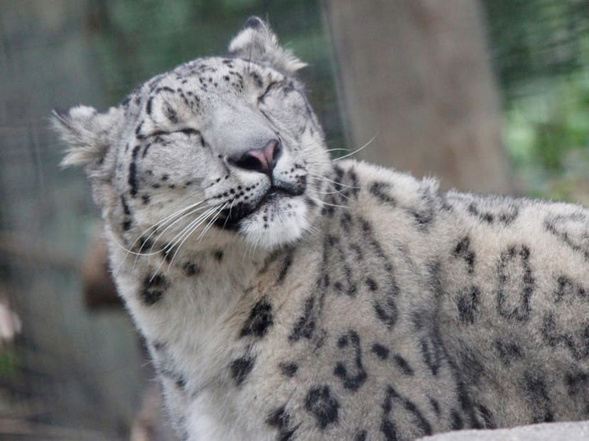 Three ‘beloved’ snow leopards die of Covid complications at Nebraska