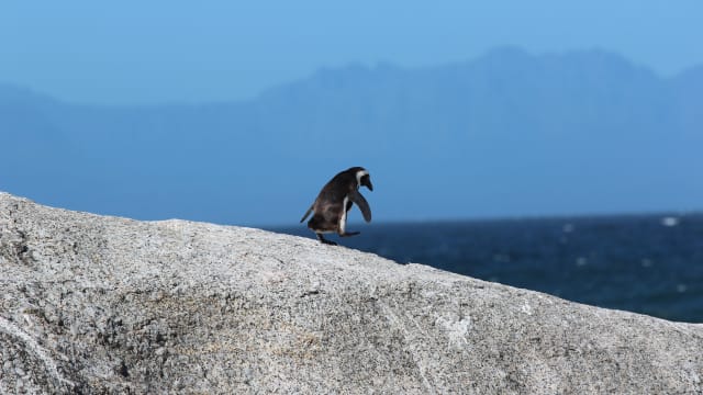 南非63只濒临绝种非洲企鹅死亡 “凶手”是蜜蜂