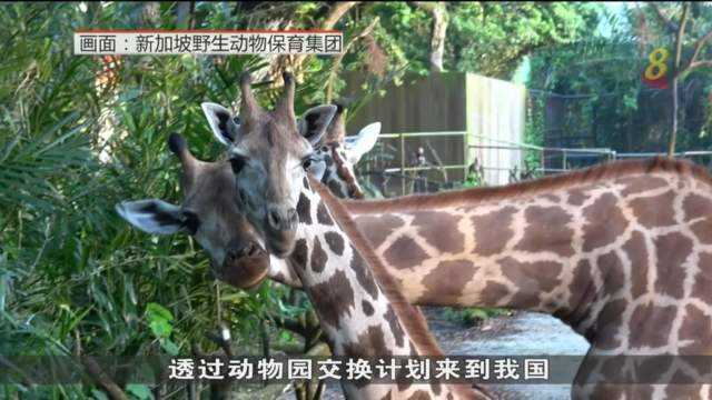 新加坡动物园迎来新成员 两只小长颈鹿正式亮相