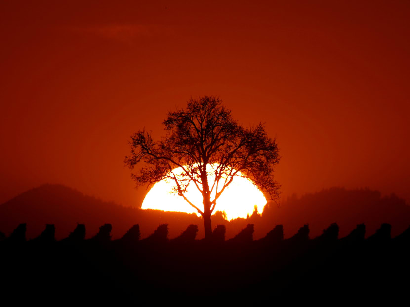 The sun sets behind a tree on a mild autumn evening in the vineyard of Osthoffen, near the Vosges mountains, outside Strasbourg, France. Photo: Reuters