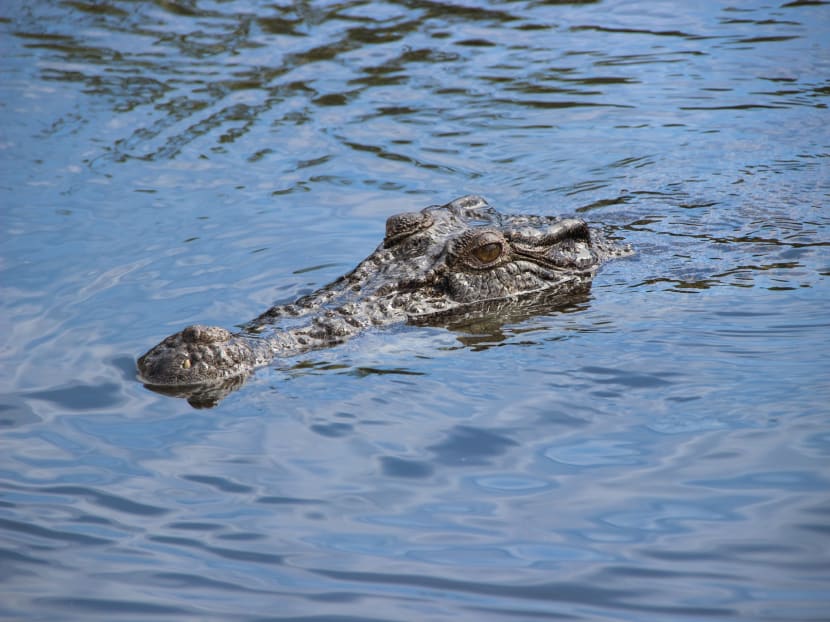 Naked fugitive found in croc-infested northern Australia waters Naked fugitive found in croc-infested northern Australia waters