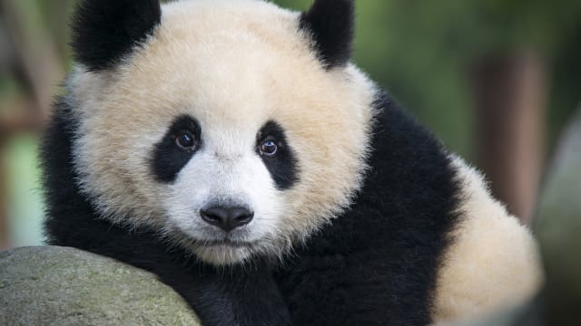 中国将赠送两只大熊猫给卡塔尔