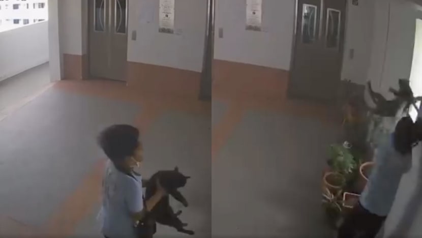 Authorities investigating after boy caught on video throwing cat off HDB block