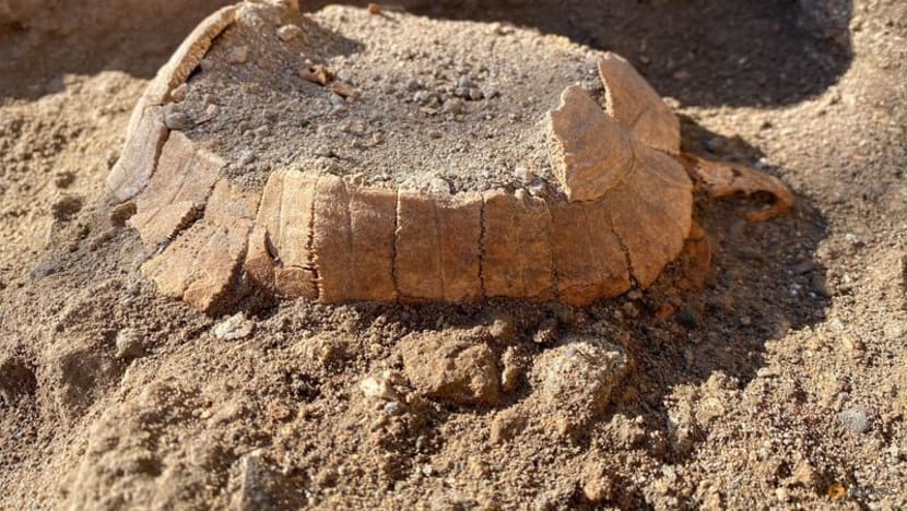 Tortoise and its egg found in latest Pompeii discovery Tortoise and its egg found in latest Pompeii discovery