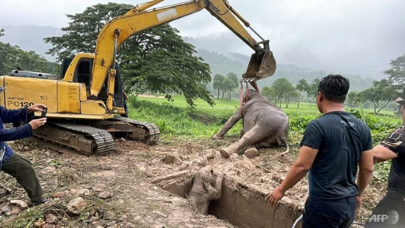 Baby elephant pulled from Thailand manhole in dramatic rescue Baby elephant pulled from Thailand manhole in dramatic rescue