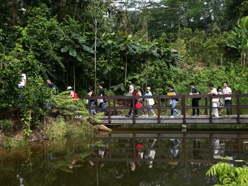 Century-old forest at Botanic Gardens opens Century-old forest at Botanic Gardens opens